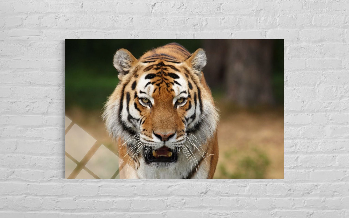 Tiger Glass Wall Art – Intense Wildlife Premium Home Decor