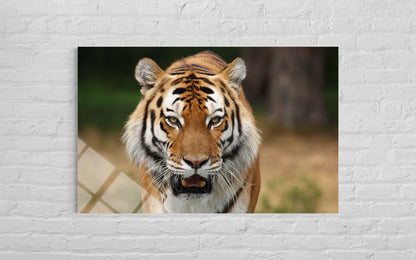Tiger Glass Wall Art – Intense Wildlife Premium Home Decor