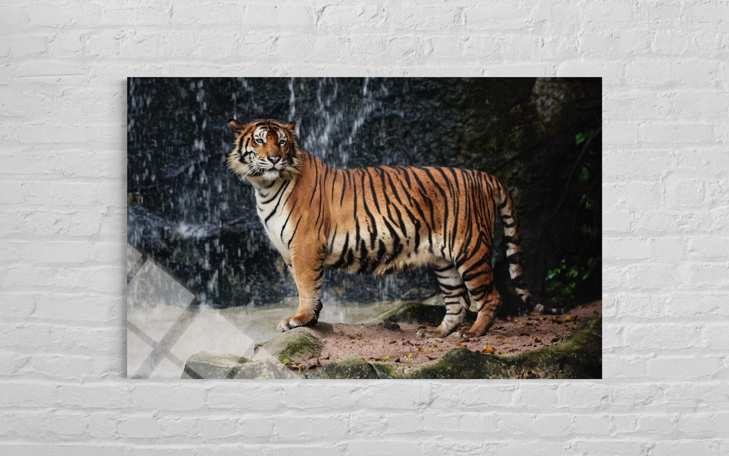 Tiger Tempered Glass Wall Art – Fierce Wildlife Home Decor