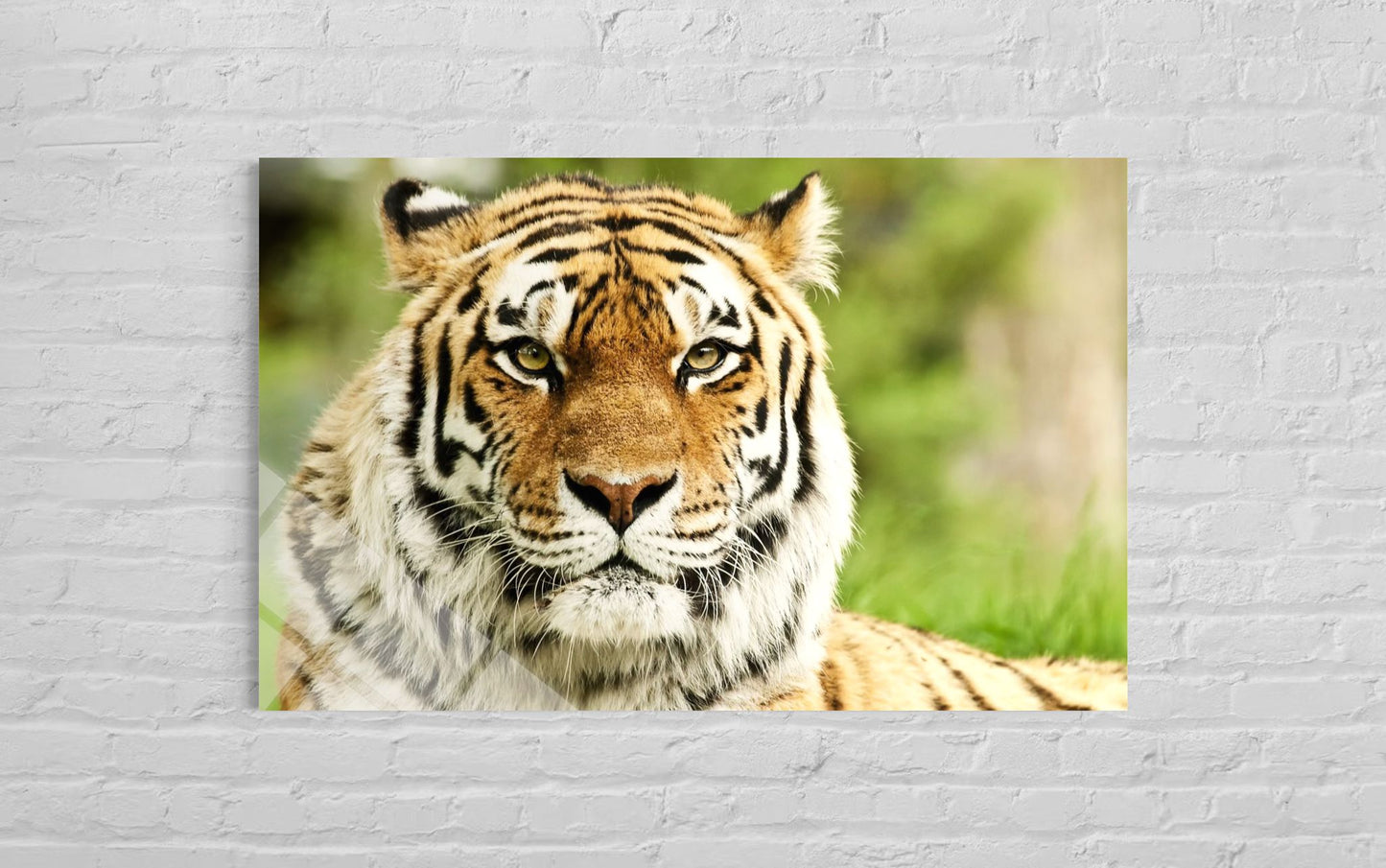 Tiger Glass Wall Art – Majestic Wild Cat Premium Decor