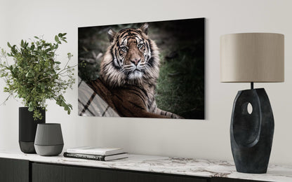Tiger Wildlife Glass Wall Art – Bold Nature Home Decor
