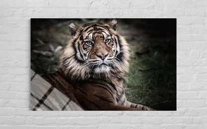 Tiger Wildlife Glass Wall Art – Bold Nature Home Decor