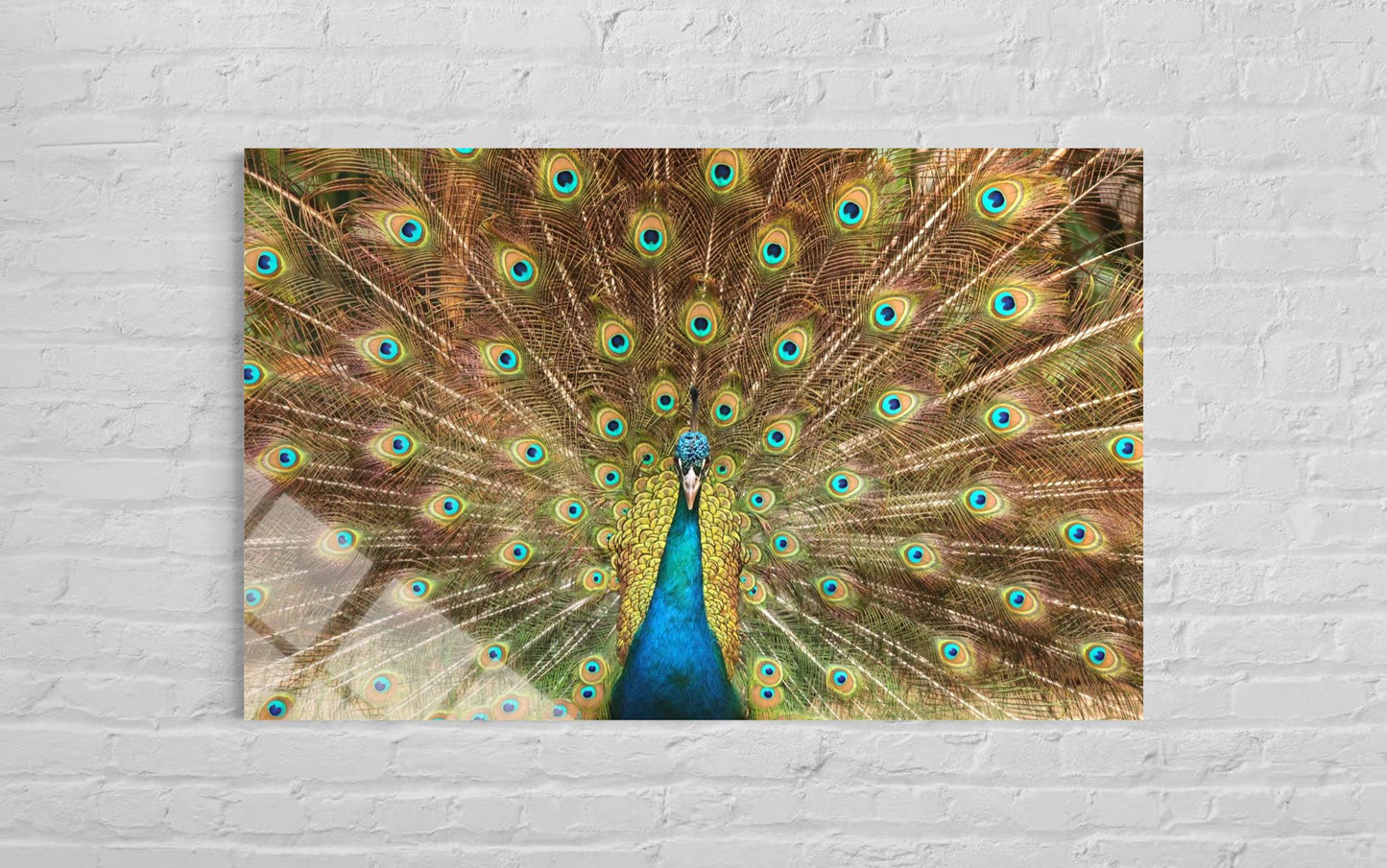 Peacock Glass Wall Art – Exotic Bird Premium Home Decor