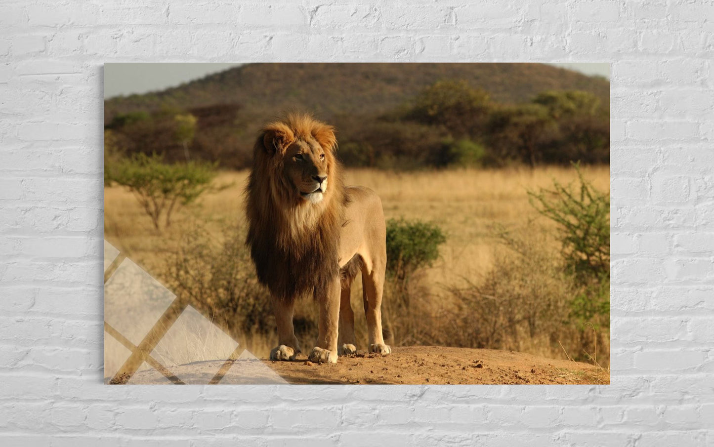 Lion Strength Glass Wall Art – Wildlife Premium Art Decor