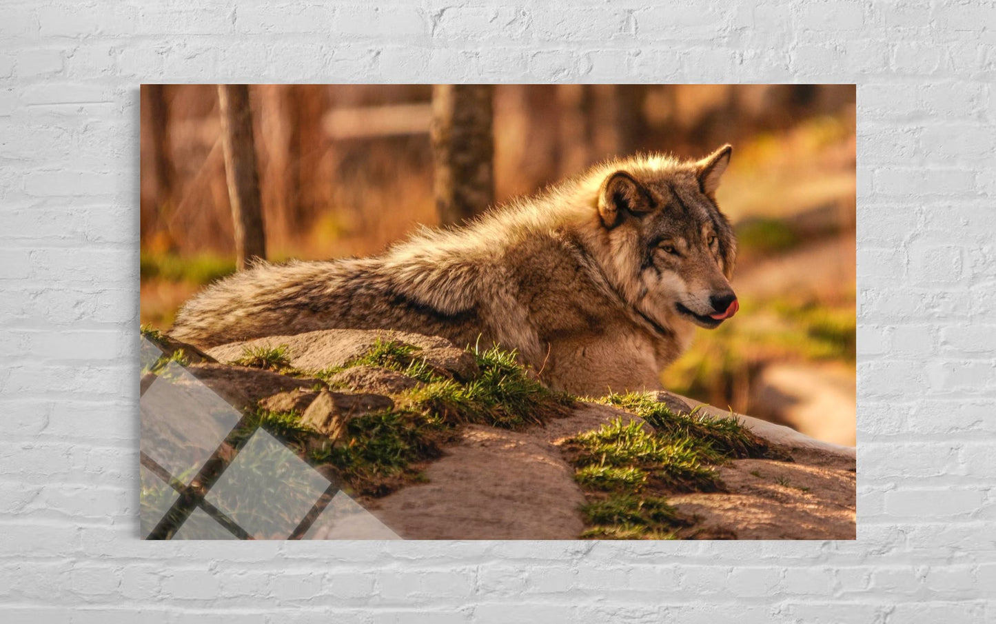 Wolf Glass Wall Art – Lone Wolf Premium Wildlife Decor