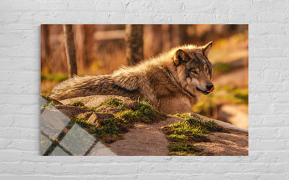 Wolf Glass Wall Art – Lone Wolf Premium Wildlife Decor