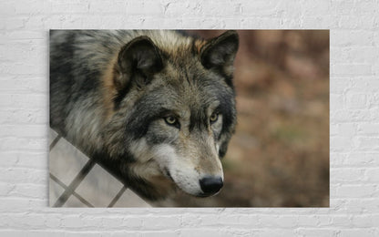 Wolf Glass Wall Art – Alpha Wildlife Premium Home Decor