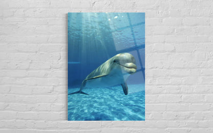 Dolphin Tempered Glass Wall Art – Ocean Wildlife Home Decor